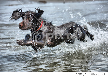 young brown cocker spaniel puppy leaping into sea young brown cocker spaniel puppy leaping into sea 30726051