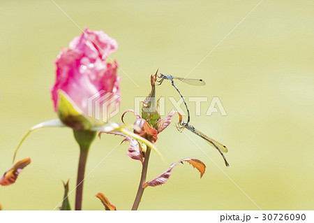 薔薇とトンボ 30726090