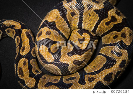 Photo of royal python's skin Photo of royal python's skin 30726184