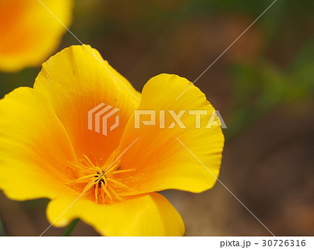 ハナビシソウ 30726316