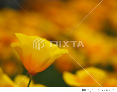 ハナビシソウ 30726317