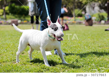 ブルテリア　アイパンチ 30727663