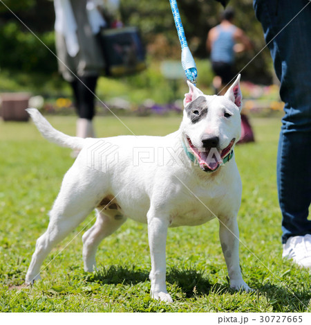 ブルテリア　アイパンチ 30727665