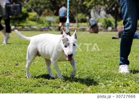 ブルテリア　アイパンチ 30727666