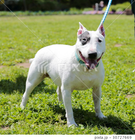 ブルテリア　アイパンチ 30727669