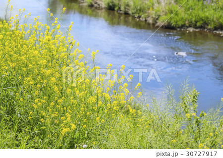 菜の花 30727917