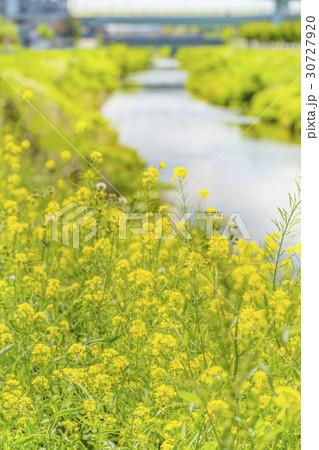 菜の花 菜の花 30727920
