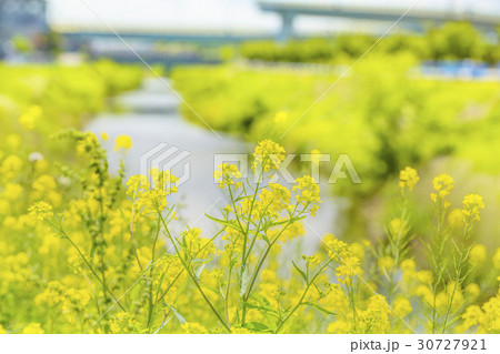 菜の花 菜の花 30727921