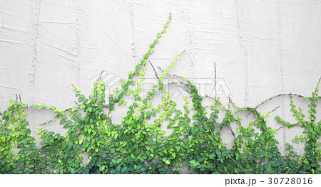 The Green Creeper Plant on the Wall 30728016