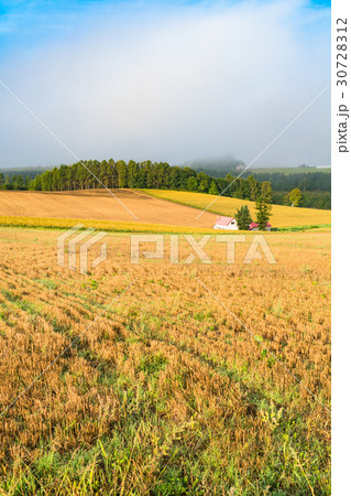 《北海道》美瑛・朝の田園風景 《北海道》美瑛・朝の田園風景 30728312