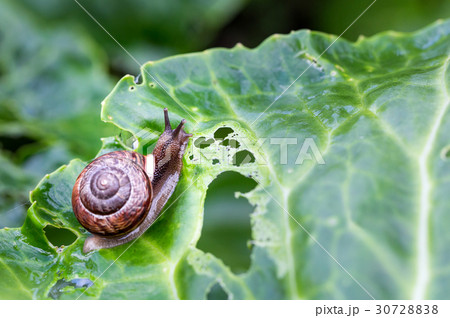 Little snail on green cabbage 30728838