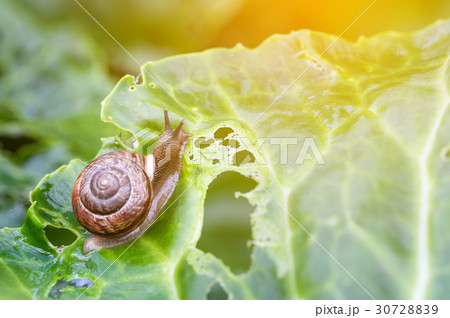 Little snail on green cabbage Little snail on green cabbage 30728839