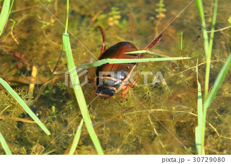 water beetle in natural lagoon water beetle in natural lagoon 30729080