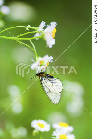 ウスバシロチョウ 30729664