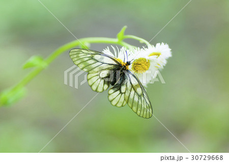 ウスバシロチョウ ウスバシロチョウ 30729668