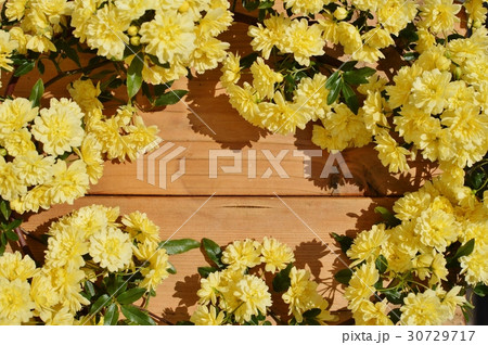 モッコウバラ 30729717