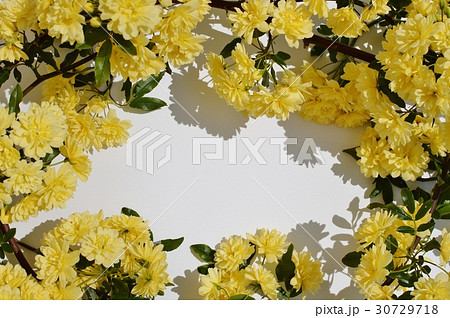 モッコウバラ 30729718