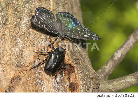 スミナガシ 30730323