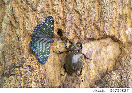 スミナガシ スミナガシ 30730327