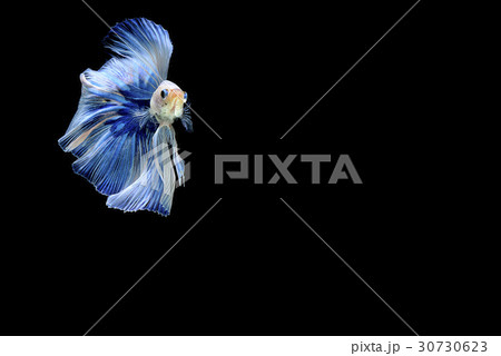 siamese fighting fish isolated on black background 30730623