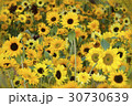 様々なヒマワリの花、大集合 30730639