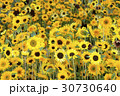 様々なヒマワリの花、大集合 30730640