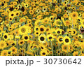 様々なヒマワリの花、大集合 30730642