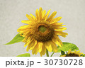 ヒマワリの花 30730728