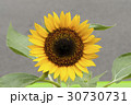 ヒマワリの花 30730731
