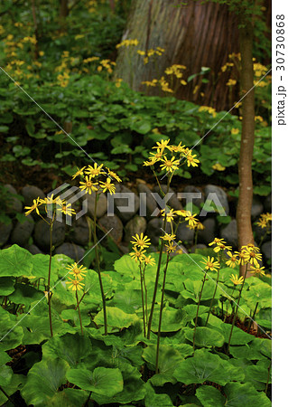 ツワブキ 30730868