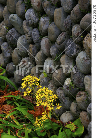 ツワブキ 30730870