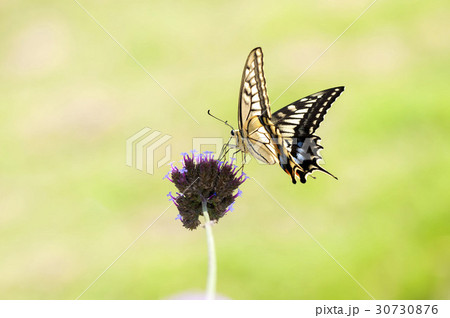 キアゲハ 30730876