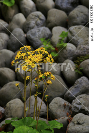 ツワブキ 30730890