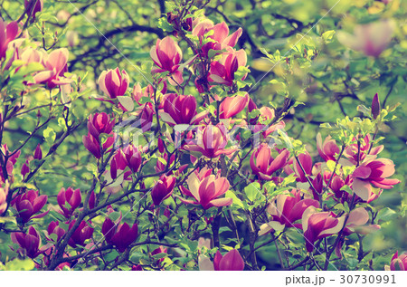 Magnolia spring flowers 30730991