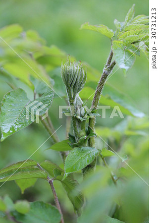 ウド ウド 30731213