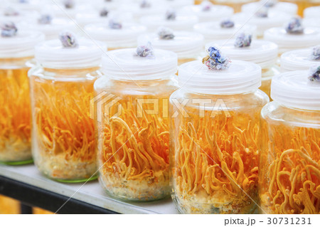 Fresh Cordyceps militaris in Glass bottles 30731231
