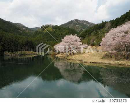 湖と桜 30731273