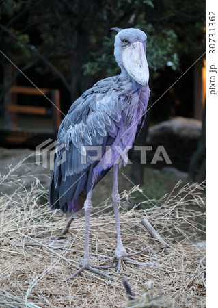 ハシビロコウ ハシビロコウ 30731362