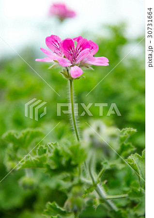 花 植物 ゼラニウム 30731664