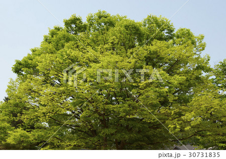 木 植物 風景 30731835