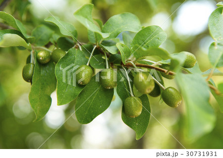 枝 木 葉 30731931