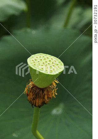 植物 ハスの実 蓮の葉 30732191