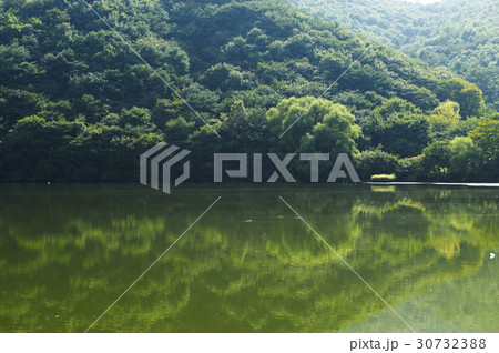 木 森 植物 30732388