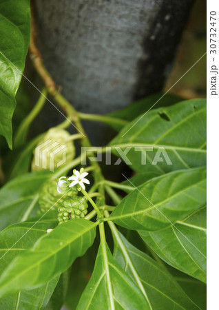 花 木 葉 30732470