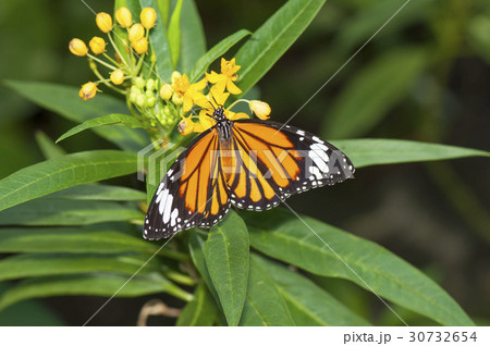 スジグロカバマダラ 30732654