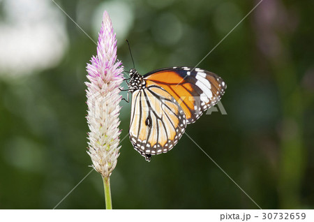 スジグロカバマダラ スジグロカバマダラ 30732659