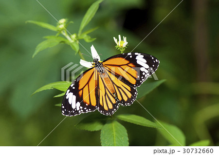 スジグロカバマダラ 30732660