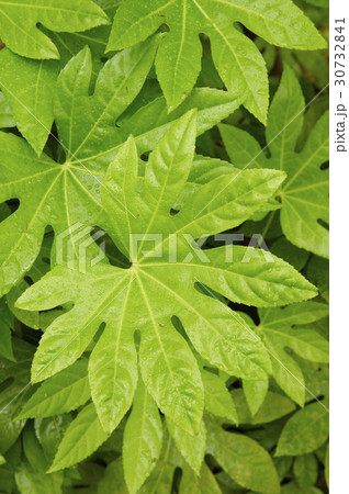 水滴 植物 葉 30732841