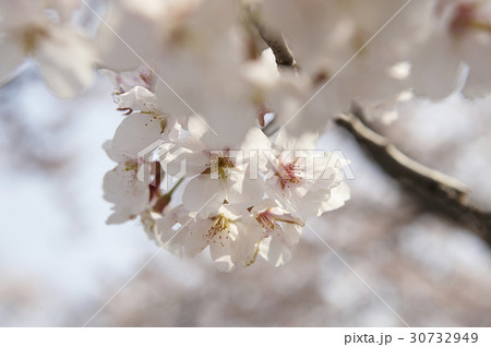 花 桜 春 30732949