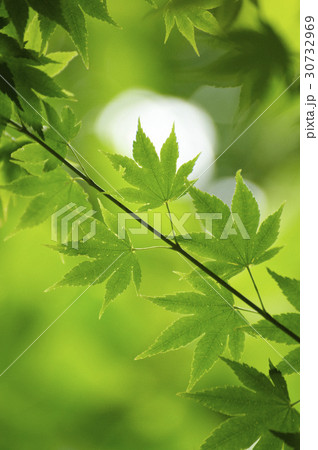 枝 カエデ カエデの葉 30732969